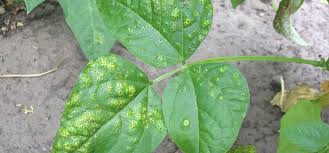 We did not find results for: Bean Rust Guide