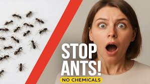 Facebook Live: Bart Brechter