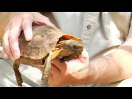 Feb 16, 2016 · if you don't have a turtle tank filter, change your baby turtle's water daily. How To Take Care Of A Land Turtle Youtube
