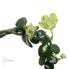 Image result for Ceropegia breviflora