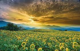 Though Summer's Winding Down, Sunflowers Still Abound in Kitakata