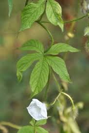 Image result for Merremia palmata