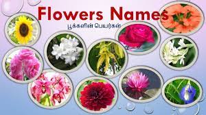 Perfect Flowers Name English And Tamil And View