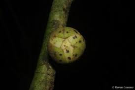 Image result for Uvariodendron