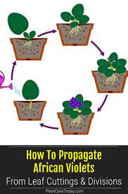 How To Propagate African Violets From Leaf Cuttings And Divisions African Violets How To Propagate Propagation
