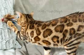 Shop recommended products from bengal cats on amazon.com. Brown Orange Bengal Cats For Sale Wild Sweet Bengals Bengal Cat For Sale Bengal Cat Cats For Sale