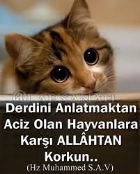 Derdini Anlatmaktan Aciz Olan Hayvanlara Karsi Allahtan Korkun Hz Muhammed S A V Hayvan Sozleri Hayvan Hayvan Haklari