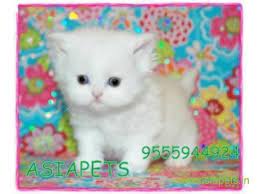 5% off all subsequent orders. Persian Cats For Sale In Gurgaon Price Of Persian