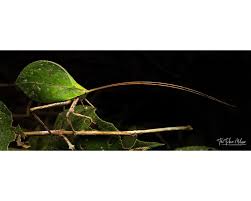 Image result for Dipcadi platyphyllum