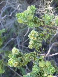 Image result for Peraceae