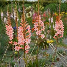 Bugle Lilies Watsonia Garden Plants Plants Lily