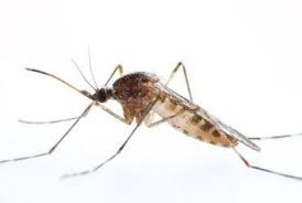 Maybe you would like to learn more about one of these? Nature Today Muggenradar Onderdeel Van Nieuw Baanbrekend Wereldwijd Citizen Science Programma Voor Muggen