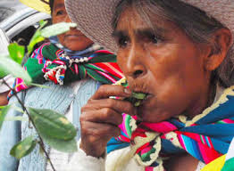 イエーガーの次に来る コカの葉で作ったお酒コカレロ Cocalero とは Shilason