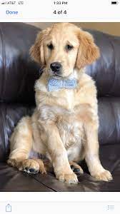 3 Month Old Golden Retriever New To Our Family Old Golden Retriever Golden Retriever 3 Month Olds