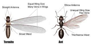 Serves bel air (harford county), maryland. Lynn Pest Management Lynn Pest Management Company