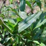 Image result for Floscopa glomerata