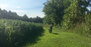 Dog training in north springfield, va. Prudent K9 Training Board Train And One On One Dog Training Services