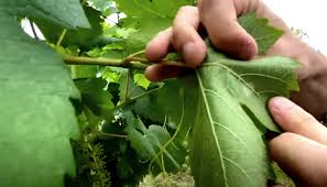 Image result for peronospora grapevine