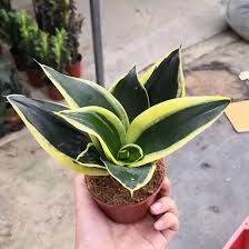 Image result for Sansevieria