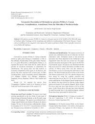 Image result for Elytrophorus spicatus