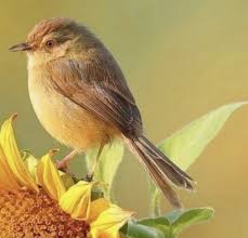 Yellow Bird With Spiky Hair 