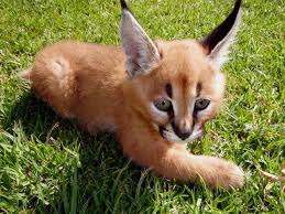 All of our kittens come with a thorough vet examination age appropriate vaccinations dewormings and written health guarantee. Caracal Kittens Pets And Animals Forsale Usa