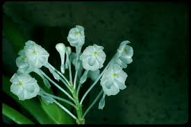 Image result for Podangis dactyloceras