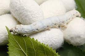 Check spelling or type a new query. What Is Silk Trusted Clothes