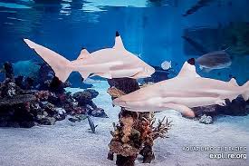 Maybe you would like to learn more about one of these? Aquarium Webcams Aquarium Webcams Aquarium Of The Pacific