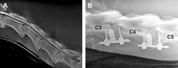 Update On Surgical Treatment Of Wobblers Veterinary Clinics Equine Practice