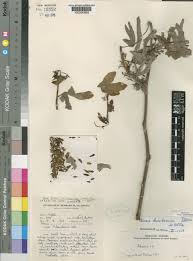 Image result for Adenia karibaensis
