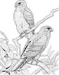 Realistic Bird Coloring Pages Bing Images Bird Coloring Pages Animal Coloring Pages Elephant Coloring Page