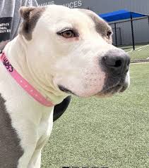 Critical Memphis Animals added...