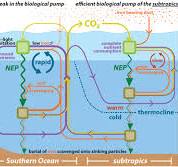 The Biological Productivity of the Ocean: Section 3 | Learn ...