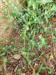 Image result for Justicia heterocarpa