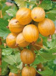 Groseille A Maquereau Anglaise Blanche Groseilles A Maquereau Arbre Fruitier Fruits Exotiques