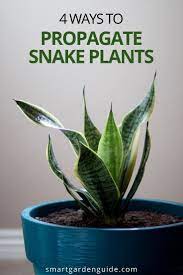 Snake Plant Propagation 4 Ways To Grow Snake Plant Cuttings Smart Garden Guide Snake Plant Propagation Propagating Plants Plants