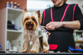 2022 Dog Grooming Prices List Costs By Breed Weight