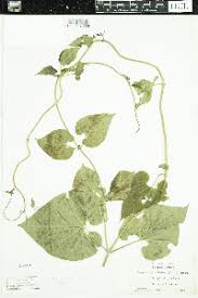 Image result for Cynanchum ledermannii