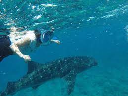 Pin By Mala Boutique Inn On Whale Shark Snorkeling In Maldives Best Hotels In Maldives Maldives Hotel Maldives