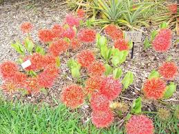 Image result for Scadoxus multiflorus