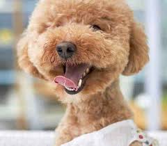 Over 50 years combined experience large breeds accepted. Best Boarding And Grooming Animals And Pets Of Farmers Branch Texas
