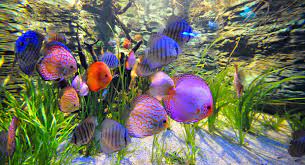 Linkliste diskus (symphysodon) eure erfahrungen mit diskus Diskusfische Im Aquarium Ratgeber Zur Haltung Haustier Blog
