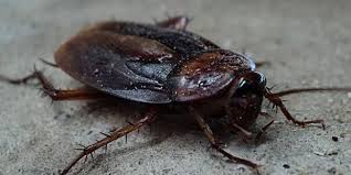 Western exterminator has been providing residential pest control for over 100 years. Cockroaches Pest Control Modesto