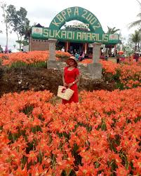 Memenuhi request dari beberapa subcribers. Taman Bunga Amarilis Jogja Mekar Kembali Makin Cantik Lho