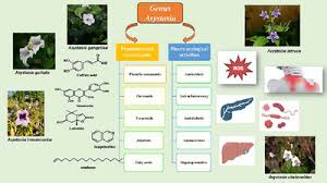 Image result for Asystasia guttata