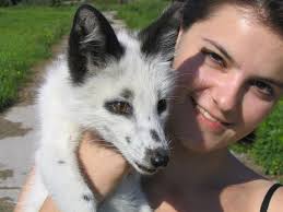 Silver Siberian Fox 2025