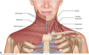 Various types of injuries and degenerative conditions can cause the the collarbone is a long and thin bone located between the shoulder and top of the ribcage. To Perform Orthopedic Manual Therapy To The Neck That Is Accurate And Specific We Need To Kn Neck And Shoulder Muscles Neck Muscle Anatomy Muscles Of The Neck