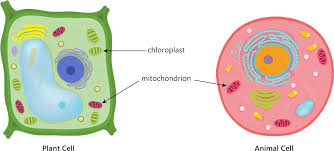 In cellular respiration, your cells consume the o2 in extracting energy from food and release co2 as a waste product. Download Animal Plant Cell Mitochondria Chloroplast Respiration Animal Cell Diagram Centrioles Full Size Png Image Pngkit