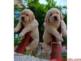 Label label label label label pets (current) Extraordinary Golden Retriever Puppies For Sale In Bangalore 164684